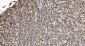 Anti-Ku70 Antibody Picoband™ (monoclonal, 3D7)
