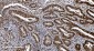 Anti-Ku70 Antibody Picoband™ (monoclonal, 3D7)