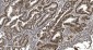 Anti-Ku70 Antibody Picoband™ (monoclonal, 3D7)