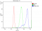 Anti-MCM6 Antibody Picoband™ (monoclonal, 10I9)
