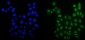 Anti-MCM6 Antibody Picoband™ (monoclonal, 10I9)