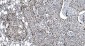 Anti-MCM6 Antibody Picoband™ (monoclonal, 10I9)