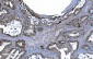 Anti-MCM6 Antibody Picoband™ (monoclonal, 10I9)