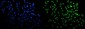 Anti-HP1 alpha/CBX5 Antibody Picoband™ (monoclonal, 8G6)
