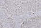 Anti-HP1 alpha/CBX5 Antibody Picoband™ (monoclonal, 8G6)