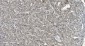 Anti-HP1 alpha/CBX5 Antibody Picoband™ (monoclonal, 8G6)
