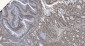 Anti-HP1 alpha/CBX5 Antibody Picoband™ (monoclonal, 8G6)