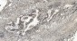Anti-HP1 alpha/CBX5 Antibody Picoband™ (monoclonal, 8G6)