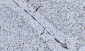 Anti-HP1 alpha/CBX5 Antibody Picoband™ (monoclonal, 8G6)