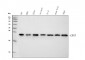 Anti-HP1 alpha/CBX5 Antibody Picoband™ (monoclonal, 8G6)