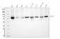 Anti-KAT9/ELP3 Antibody Picoband™ (monoclonal, 8B4)