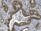 Anti-Cbx8 Antibody Picoband™ (monoclonal, 8G7)