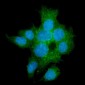 Anti-TGFBR2 Antibody Picoband™ (monoclonal, 2F11)