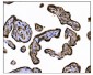 Anti-TGFBR2 Antibody Picoband™ (monoclonal, 2F11)