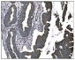 Anti-TGFBR2 Antibody Picoband™ (monoclonal, 2F11)