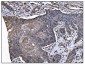 Anti-TGFBR2 Antibody Picoband™ (monoclonal, 2F11)