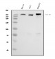 Anti-IGF2R Antibody Picoband™ (monoclonal, 4I11)