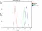 Anti-PGP9.5 Antibody Picoband™ (monoclonal, 3E4)