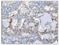 Anti-PGP9.5 Antibody Picoband™ (monoclonal, 3E4)