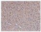 Anti-PGP9.5 Antibody Picoband™ (monoclonal, 3E4)