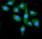 Anti-Hsp90 alpha Antibody Picoband™ (monoclonal, 6B5)