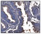Anti-Hsp90 alpha Antibody Picoband™ (monoclonal, 6B5)