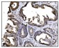 Anti-Hsp90 alpha Antibody Picoband™ (monoclonal, 6B5)