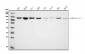 Anti-Hsp90 alpha Antibody Picoband™ (monoclonal, 6B5)