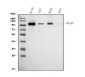 Anti-RALBP1 Antibody Picoband™ (monoclonal, 2E11)