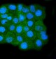 Anti-Calpain 1 Antibody Picoband™ (monoclonal, 2I10)