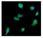 Anti-DDX6 Antibody Picoband™ (monoclonal, 8G6)
