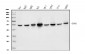 Anti-DDX6 Antibody Picoband™ (monoclonal, 8G6)