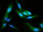 Anti-GSDMD Antibody Picoband™ (monoclonal, 6D11)