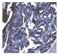Anti-GSDMD Antibody Picoband™ (monoclonal, 6D11)