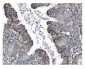 Anti-GSDMD Antibody Picoband™ (monoclonal, 6D11)