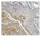 Anti-GSDMD Antibody Picoband™ (monoclonal, 6D11)