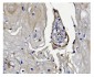 Anti-GSDMD Antibody Picoband™ (monoclonal, 3D5)