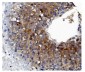 Anti-GSDMD Antibody Picoband™ (monoclonal, 3D5)