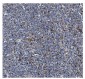 Anti-GSDMD Antibody Picoband™ (monoclonal, 3D5)