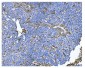 Anti-CD13/ANPEP Antibody Picoband™ (monoclonal, 7F2)
