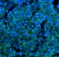 Anti-CD45 Antibody Picoband™ (monoclonal, 3H6)