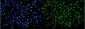 Anti-NIRF Antibody Picoband™ (monoclonal, 6B5)