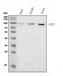 Anti-NIRF Antibody Picoband™ (monoclonal, 6B5)