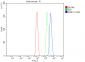 Anti-Rab11A Antibody Picoband™ (monoclonal, 4H9)