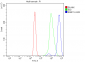 Anti-Rab11A Antibody Picoband™ (monoclonal, 4H9)
