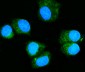 Anti-Rab11A Antibody Picoband™ (monoclonal, 4H9)