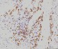 Anti-Rab11A Antibody Picoband™ (monoclonal, 4H9)