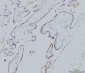 Anti-Rab11A Antibody Picoband™ (monoclonal, 4H9)