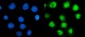 Anti-TBP-1/PSMC3 Antibody Picoband™ (monoclonal, 4D3)