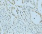Anti-TBP-1/PSMC3 Antibody Picoband™ (monoclonal, 4D3)